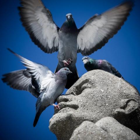 А проблемы у Ленина в Зеленодольске типичные для любого памятника в любой точке планеты.